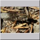 Thereva sp - Stilettfliege 04b 11mm.jpg